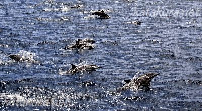 亀山島,海豚,イルカ,宜蘭